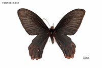 藏品(曙鳳蝶)的圖片